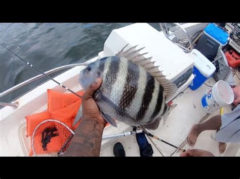 Catching Giant SHEEPSHEAD Near Pilings Fiddler Crabs YouTube