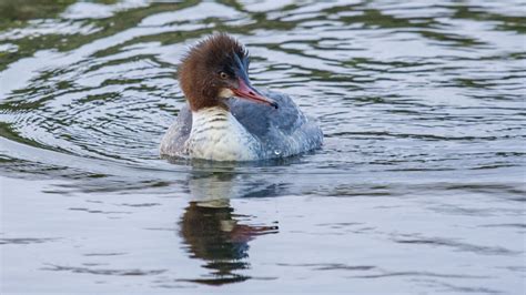 Vroege Vogels Foto Vogels Zit Mijn Haar Wel Goed