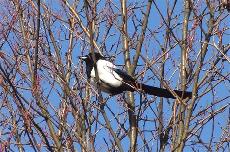 Bird Tree Free Photo On Pixabay Pixabay