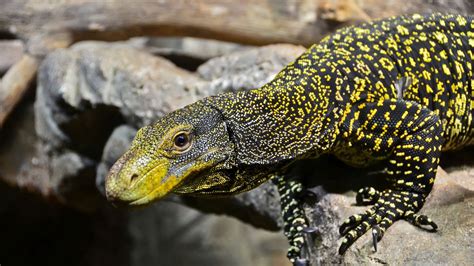 Crocodile Monitor Full Grown Crocodile