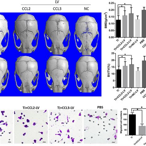 A Dimension Reconstruction Of The Mice Calvaria In The Eight