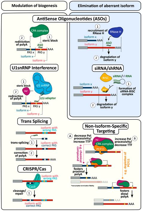 Biomolecules Free Full Text Emerging Roles Of Rna End Cleavage