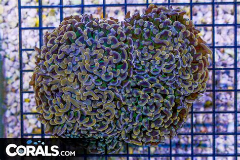 RARE ORANGE Branching Hammer 4 Heads Australia COLLECTORS CORAL