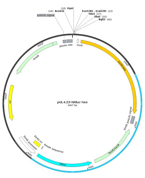 pminiPLuc2 hRluc Neo 报告基因质粒pGL4 23 hRluc Neo 质粒载体 ATCC DSM CCUG 泰斯拓生物