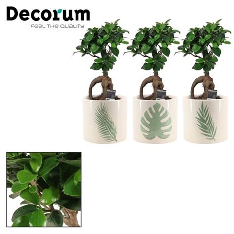 Ficus Microcarpa Ginseng Plant Wholesale Floraccess