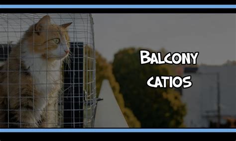 Outdoor Cat Enclosures Everything You Need To Know Catio World