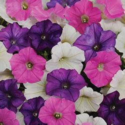 Petunia Plant Varieties | Different Types, Species & Cultivars ...