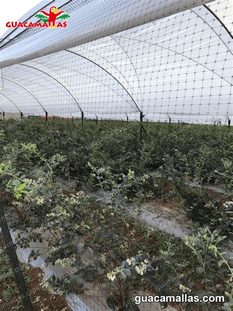 Control de aves en los edificios agrícolas Cómo podemos solucionarlos