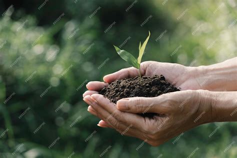 Premium Photo Human Hands Holding Green Small Plant For Life And