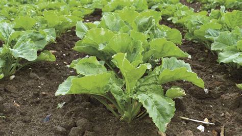 Can Sugar Beet Survive A Future Without Neonicotinoids Farmers Weekly