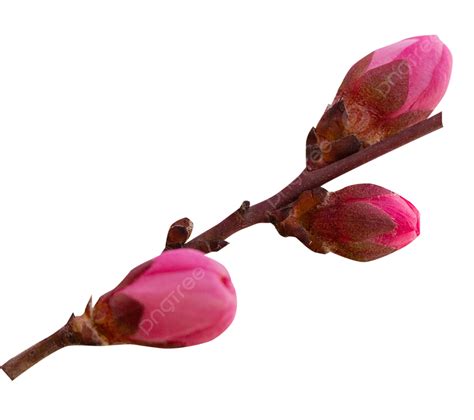 Las Flores De Durazno Están En Capullo Png Flor De Melocotón En