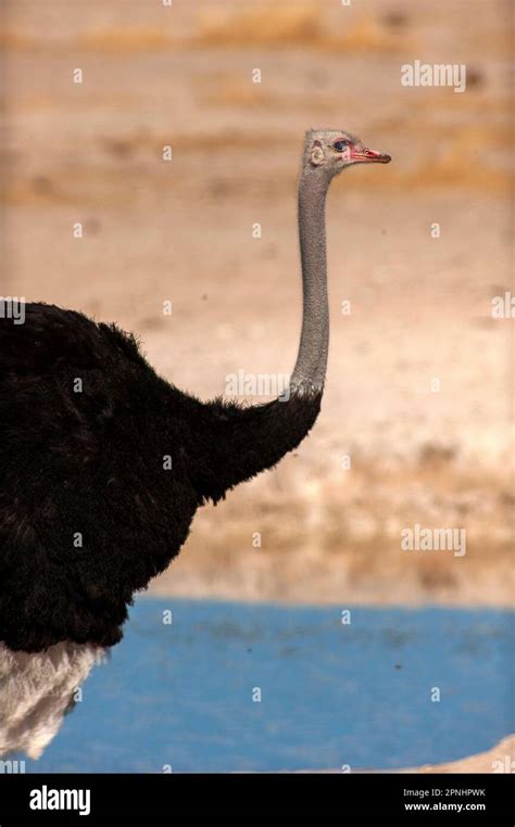 Ostrich, the biggest bird in the world, Etosha National Park, Namibia ...