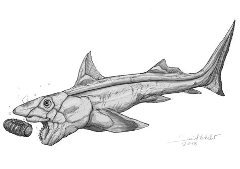 Helicoprion by Gredinia on DeviantArt