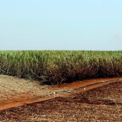 Cana Moagem Acumulada No Centro Sul Cai Ante Brasilagro