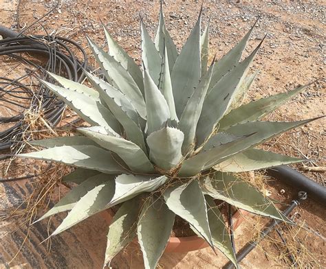 Agave Havardiana Havards Century Plant Thepalmtreecompany