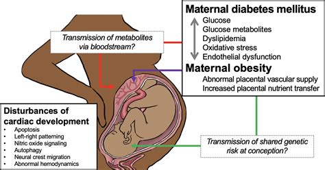 Gestational Diabetes Diagram