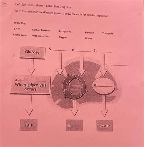 Solved Cellular Respiration Label The Diagram Fill In The