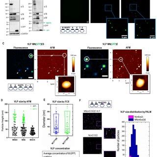 Description Of Dual Color Fluorescent SARS CoV 2 VLPs With Tagged M And