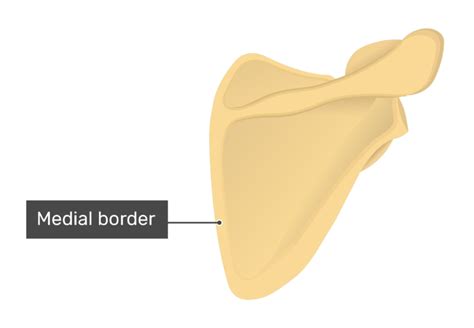 Medial Border Of Scapula