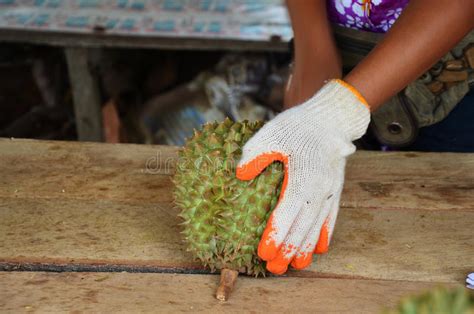 Durian Como O Rei Dos Frutos Foto De Stock Imagem De Clima Amarelo