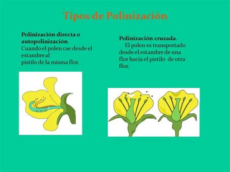 Descubre Todos Los Tipos De Polinización ¡¡con Esquemas