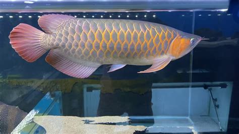 Violet Fusion Super Red Arowana Fish Youtube