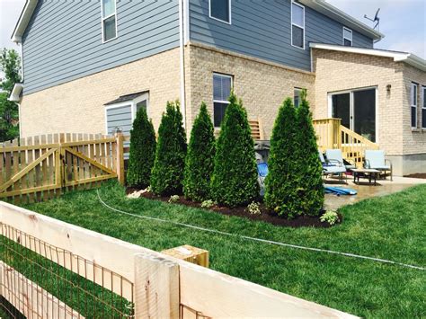 How To Plant Arborvitae Trees Artofit