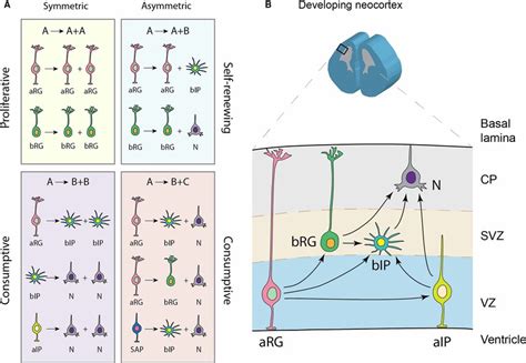 Different Modes Of Npc Division And The Lineage Relationships Of Npcs