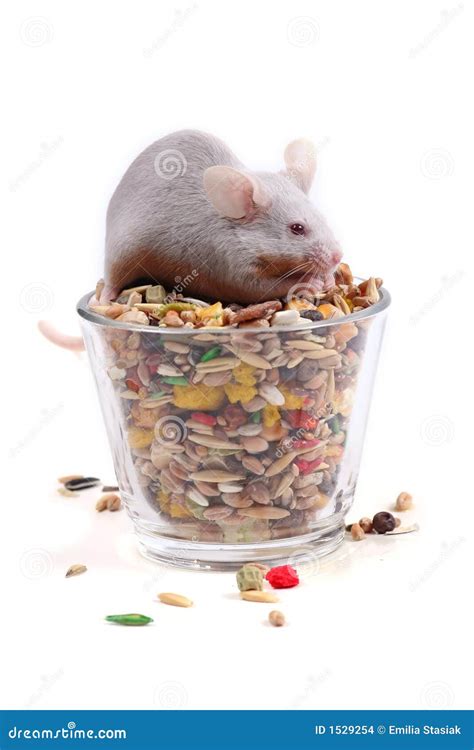 Mouse eating seeds stock photo. Image of animal, glass - 1529254