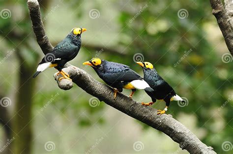 Bird Three Yellow Faced Mynah Stock Image Image Of Park Hong