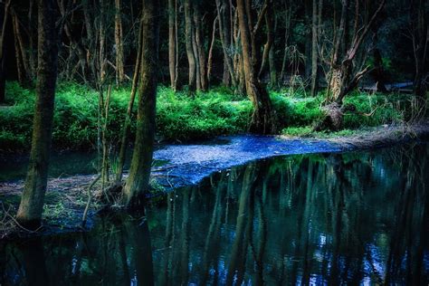 The Old Creek The Creation Of A Thousand Forests Is In On Flickr