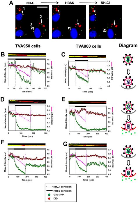 Arrest And Synchronous Triggering Of Aslv Pseudovirus Fusion With