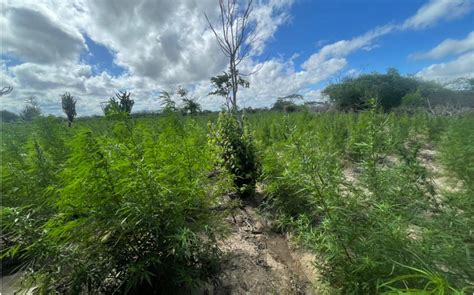 Plantação mais de 85 mil pés de maconha é incinerada pela polícia