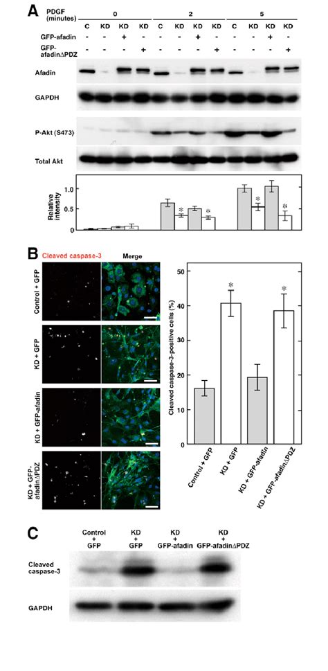 Significance of the binding of afadin to nectin for the prevention of ...