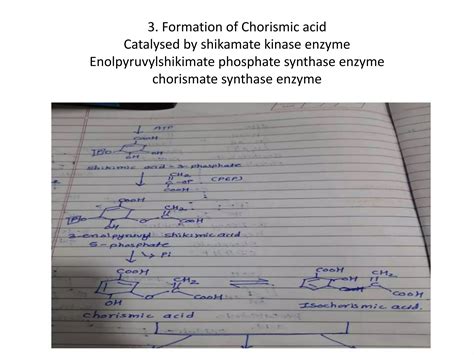 Biosynthetic Pathways Of Secondary Metabolites Ppt