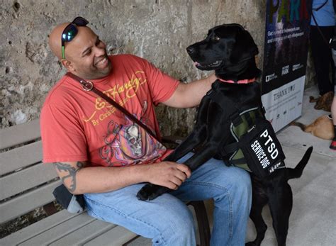 Va Grant Program To Provide Service Dogs For Veterans With Ptsd