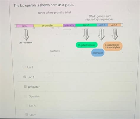 Solved A Mutant E Coli Strain Is Found That Synthesizes