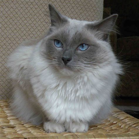 12 Most Popular Cat Breeds for Feline Lovers