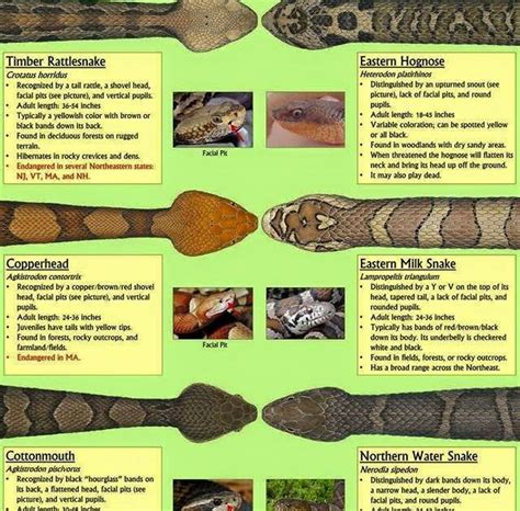 Vintage Outdoors Know Your Snakes Venomous Snake Id Chart With Pictures