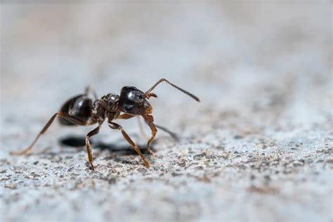 How to Tell the Difference Between Carpenter Ants and Concrete Ants ...