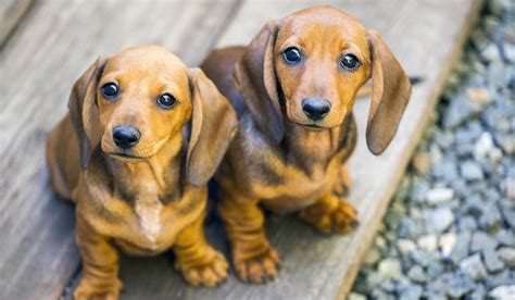 Descubre Las Se Ales De Que Tu Perro Salchicha Se Aburre