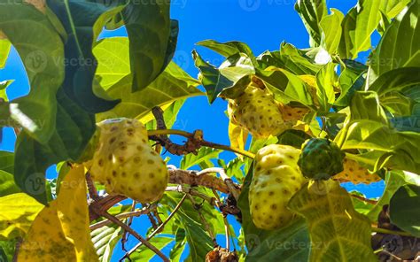 Fruta De Noni Morinda Citrifolia Con Flores Populares Entre Las