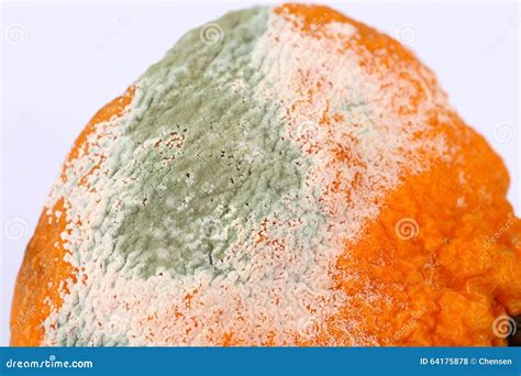 Rotten Orange Fruit Isolated On White Background Unhealthy Food For