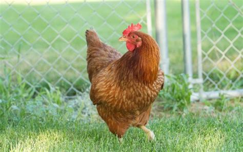 10 Red Chicken Breeds With Pictures LearnPoultry