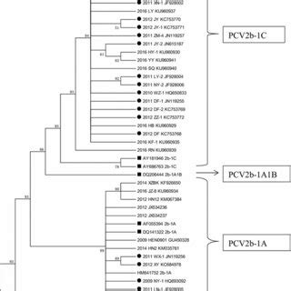 Phylogenetic Analysis Based On The ORF2 Genes Of The PCV2 Strains