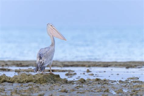 Pink Backed Pelican Pelecanus Rufescens Farasan Islands Erik