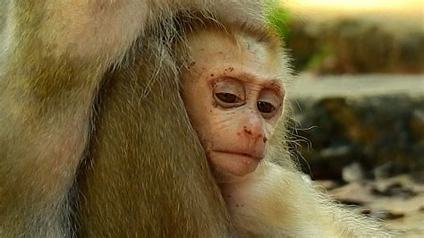 Baby Monkeys Get Milk During Feeling Sleepy Cute Baby Monkey Lucie Get