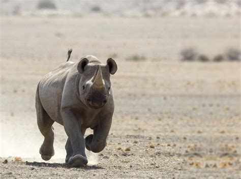 Threats To Rhinos David Shepherd Wildlife Foundation