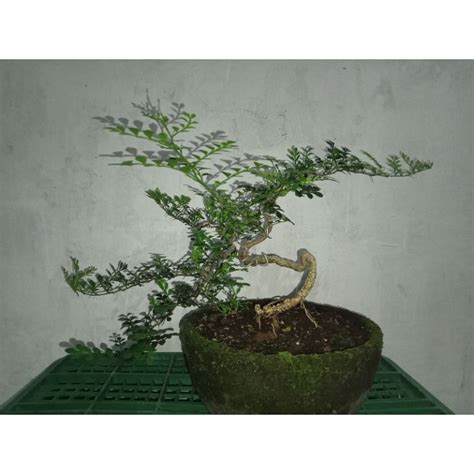 Jual Bonsai Kawista Batu Shopee Indonesia