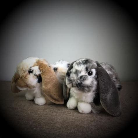 Original Cute Rabbit Holland Lop Simulative Sea Animal Soft Stuffed